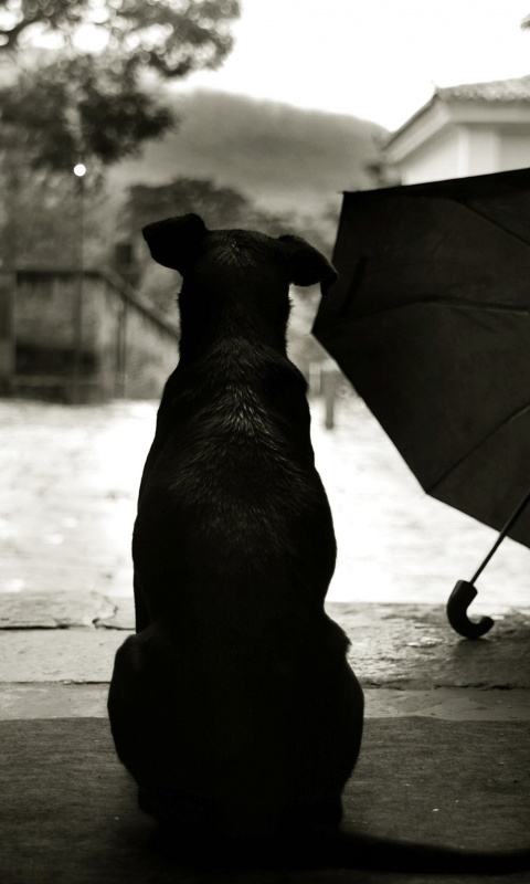 Собака и зонтик обои