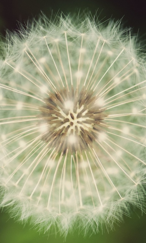 Макро фотография одуванчика обои