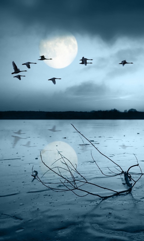 Полет птиц над озером обои