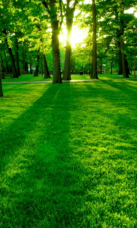 Лучи солнца сквозь листву деревьев обои