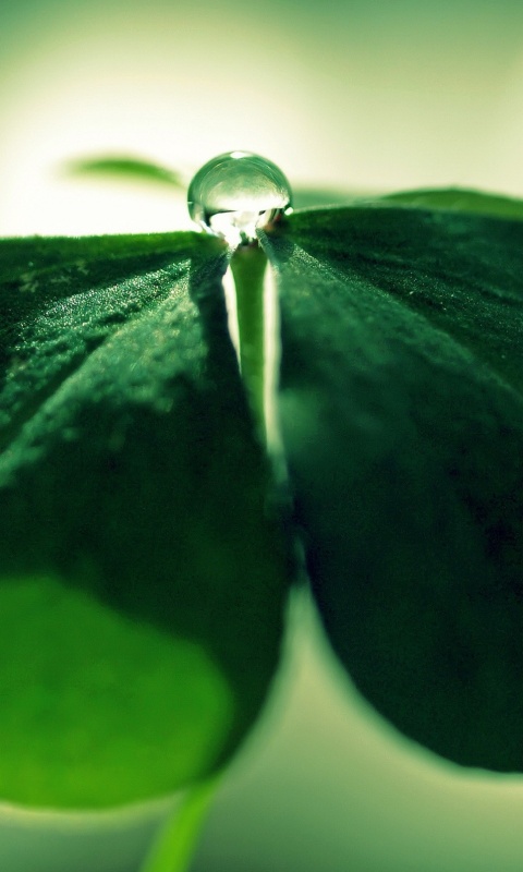 Зеленые листики и капелька воды обои