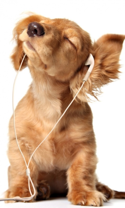 Щенок в наушниках обои