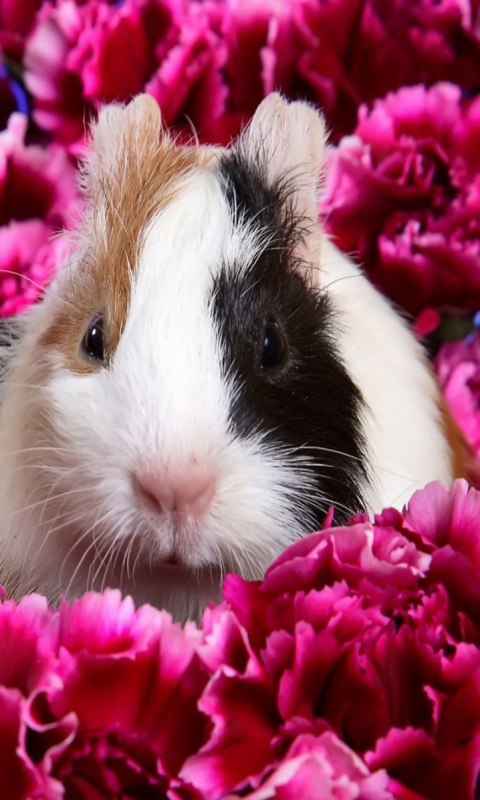 Морские свинки в гвоздиках обои