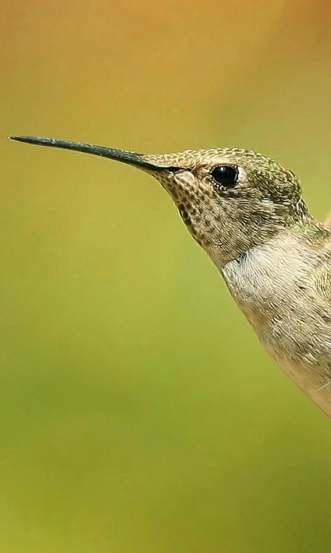 Колибри в полёте обои