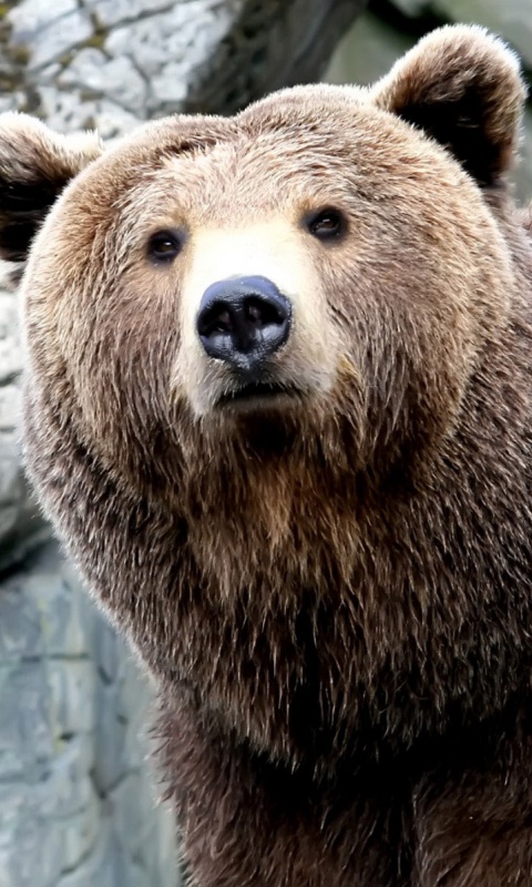 Бурый мишка обои