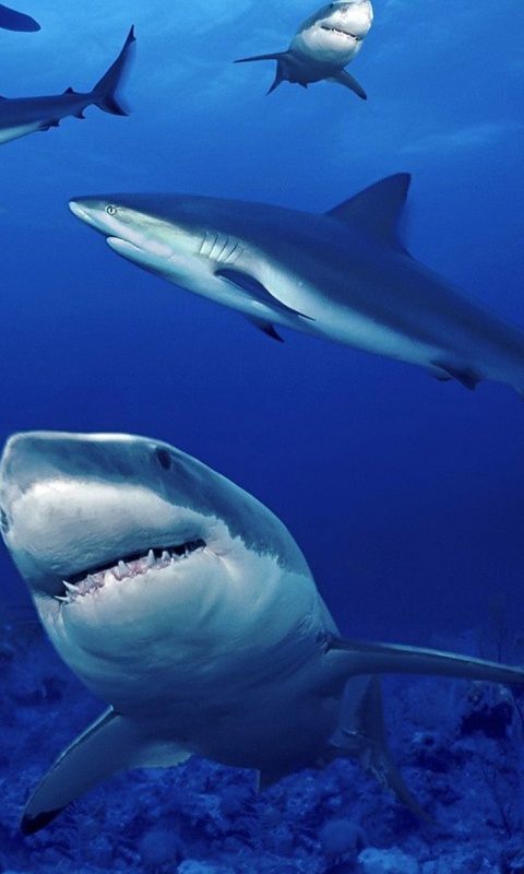 Стая акул обои