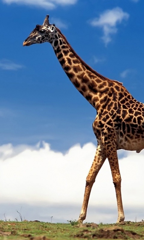 Жираф на прогулке обои