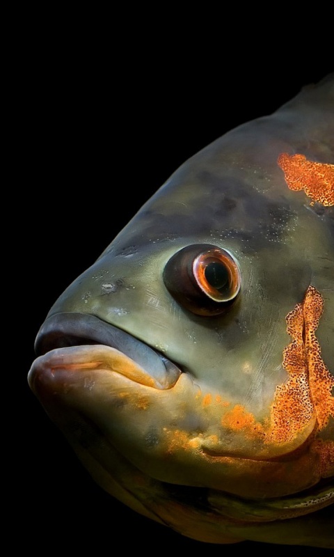 Глубоководный окунь обои