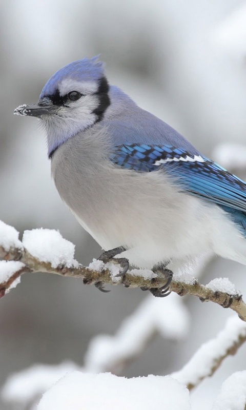 Маленькая синяя птичка обои