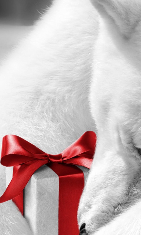 Белый мишка с подарком обои