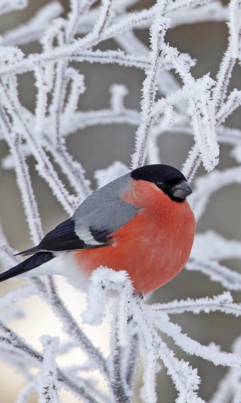 Снегирь на ветке обои