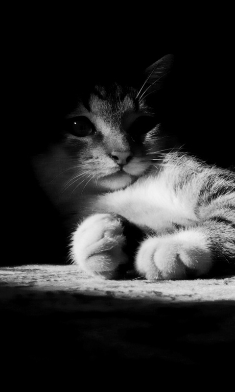 Котик в тени обои