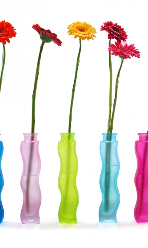 Герберы в изогнутых вазах обои