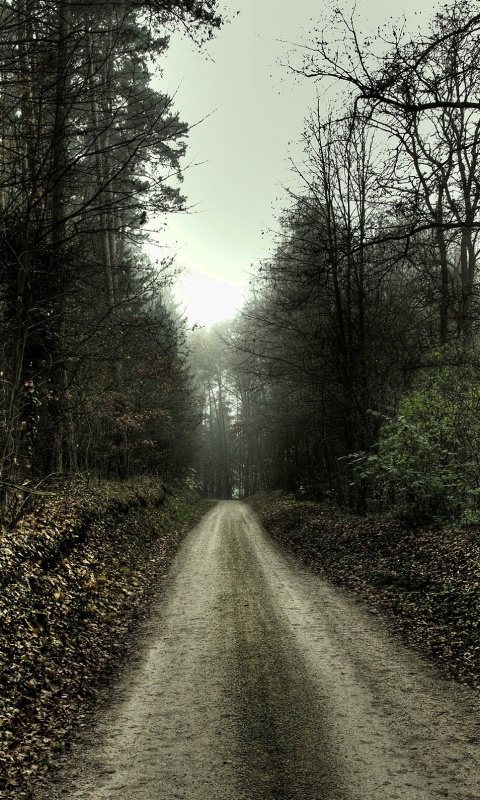 Дорога через лес обои