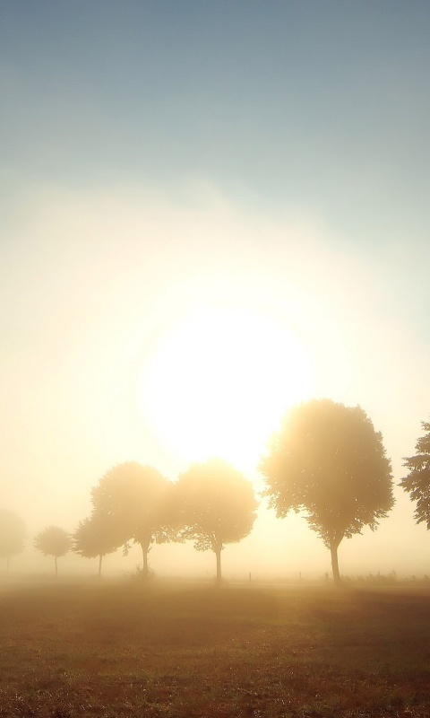 Деревья в поле обои