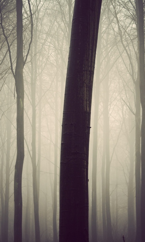 Туман в лесу обои