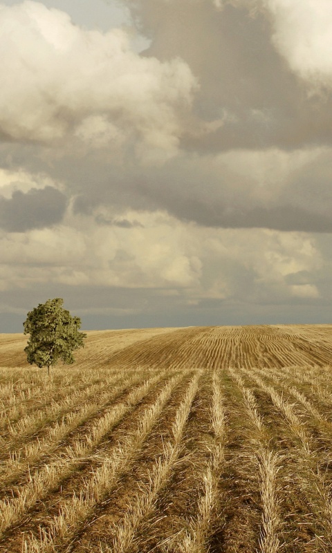 Дерево в поле обои