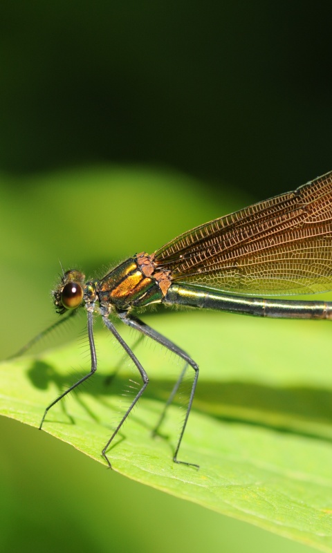 Стрекоза на листе обои
