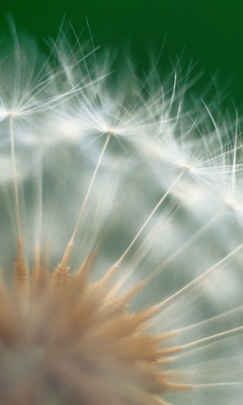 Макро фото одуванчика обои