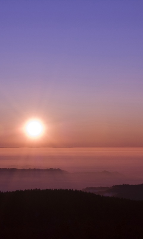 Восход солнца над лесом обои