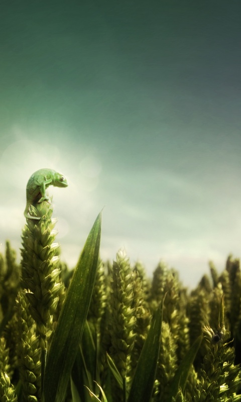 Маленький хамелеон на травинке обои