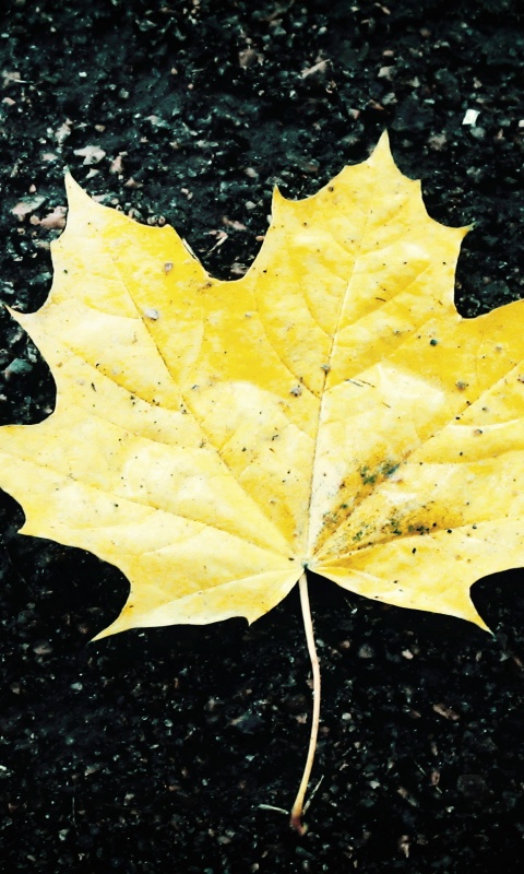 Желтый лист обои