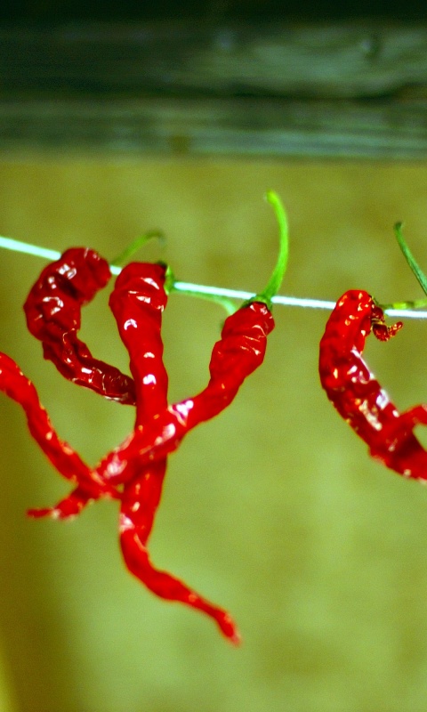 Перчики чили обои