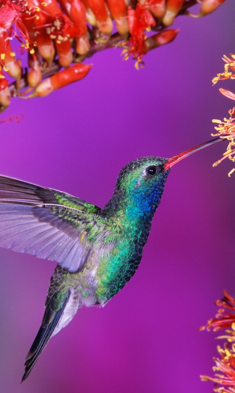 Колибри обои
