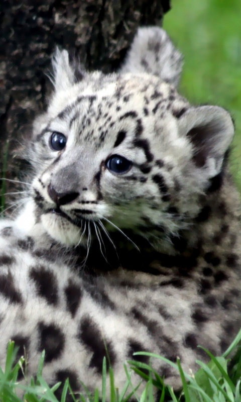 Котенок большой дикой кошки обои