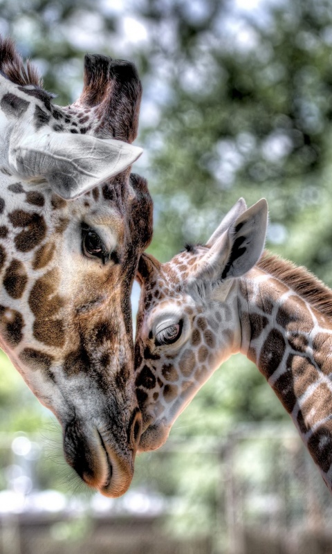 Жирафа и жирафёнок обои