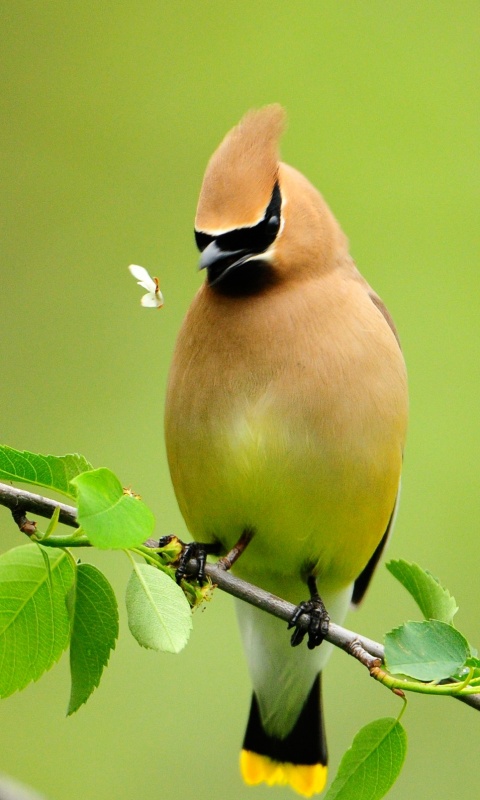 Оранжевая птичка обои