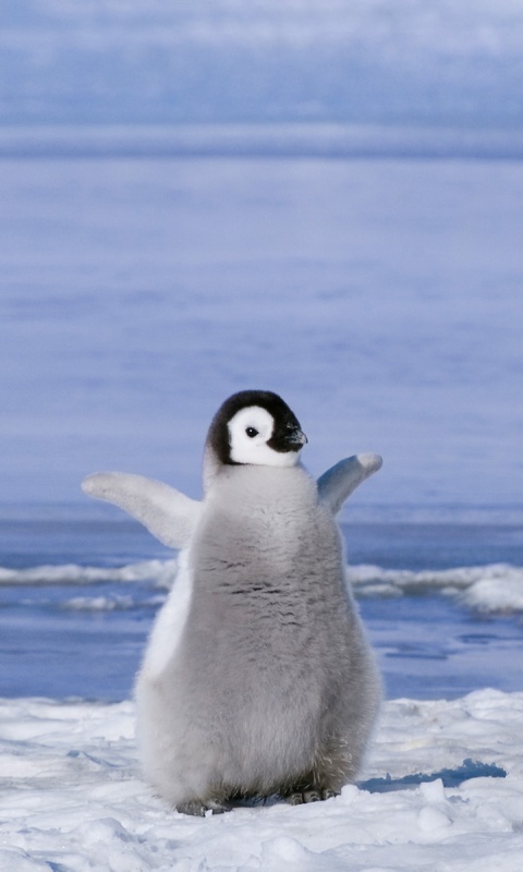 Радостный пингвинёнок обои