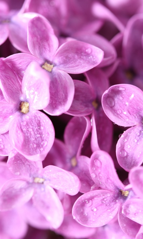 Цветы сирени обои