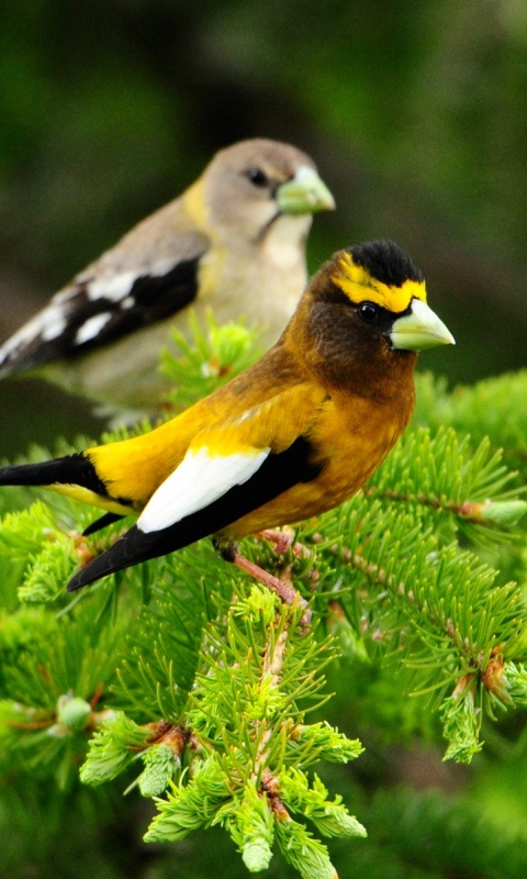 Птички с зелёными клювами обои