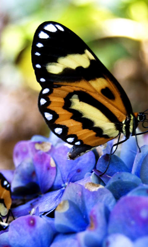 Две бабочки обои