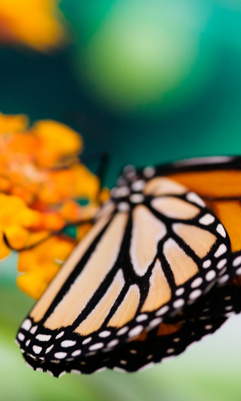 Бабочка на цветке в макро обои