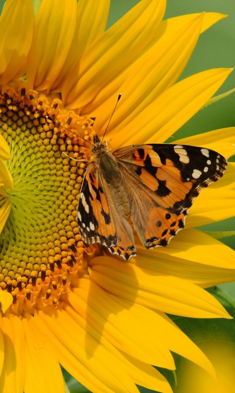 Бабочка на подсолнухе обои