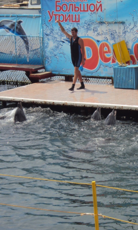 Утро в дельфинарии обои