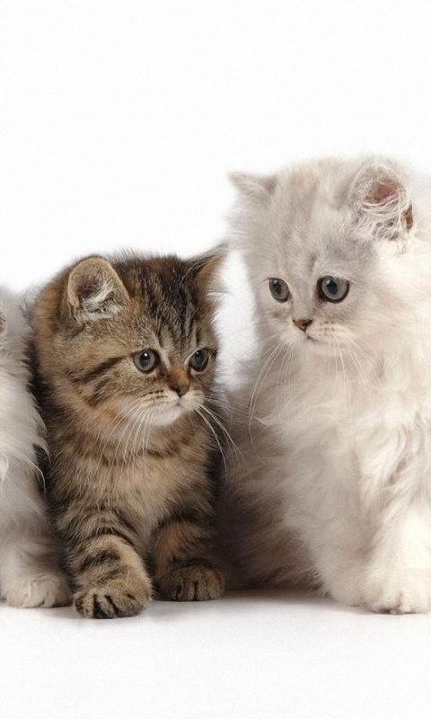 Пушистые друзья обои