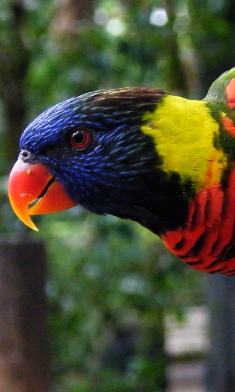 Попугай на канате обои