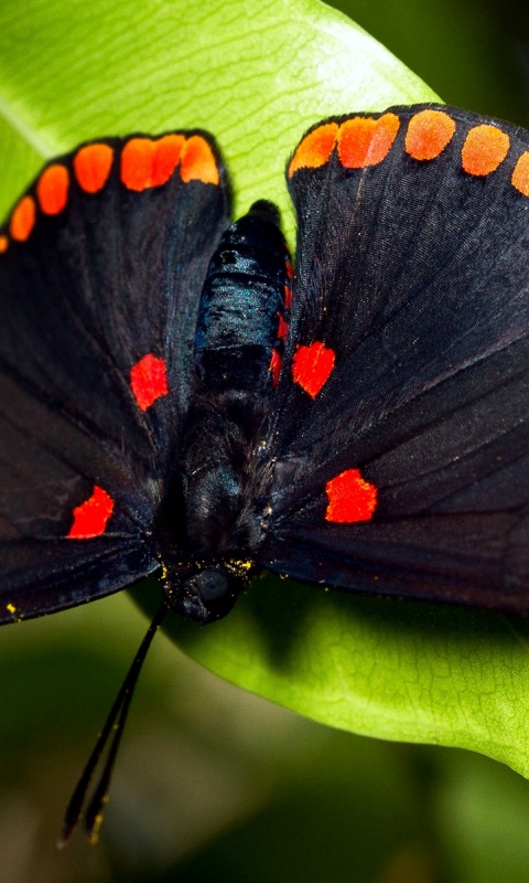 Бабочка на листе обои