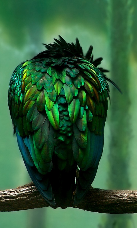 Птица спит на ветке обои