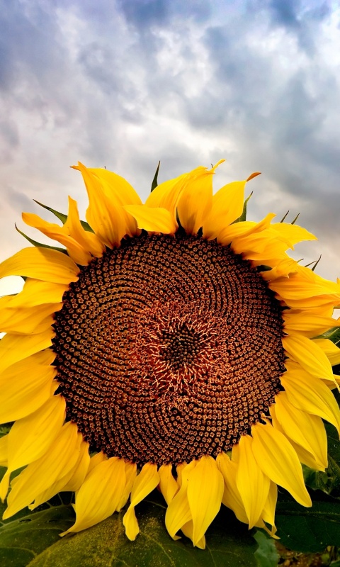 Подсолнухи обои