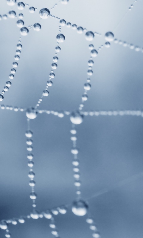 Капли росы на паутине обои