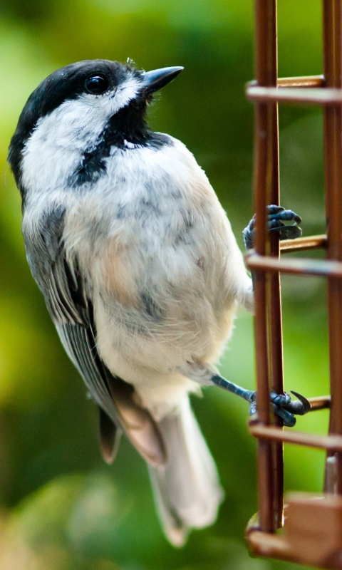 Птичка обои