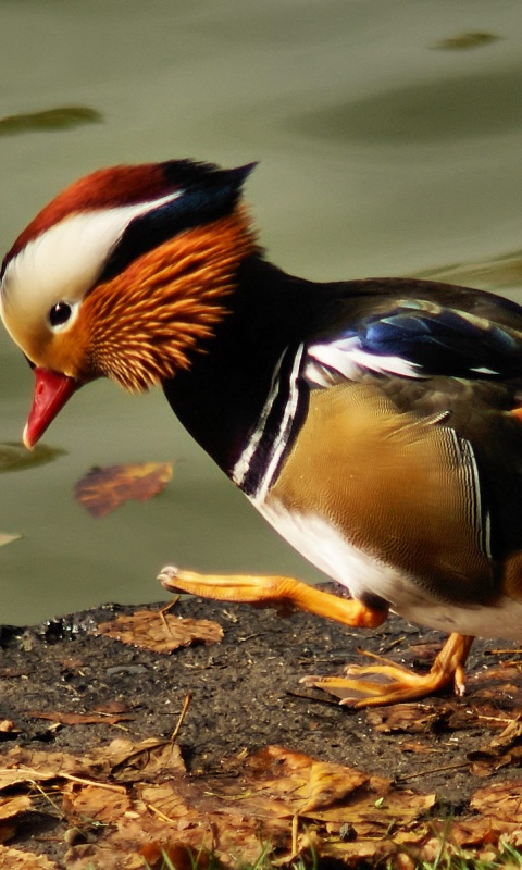 Уточка - мандаринка обои