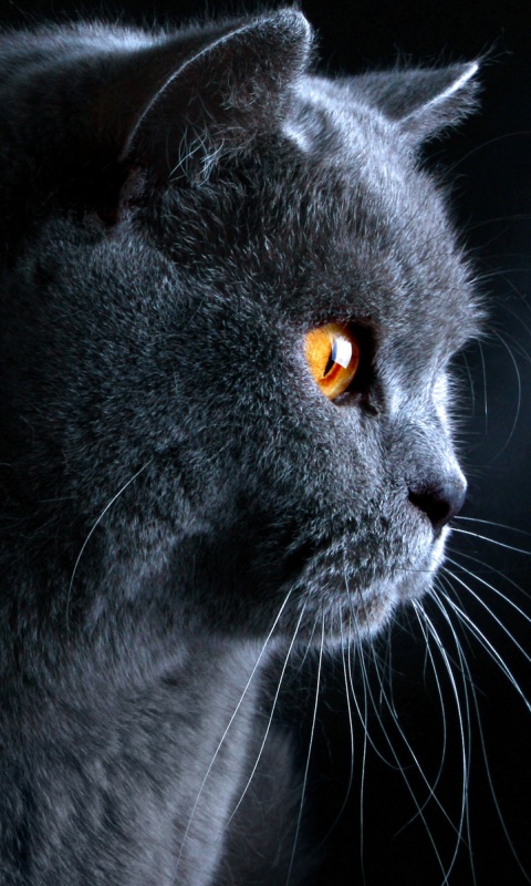 Плюшик  обои