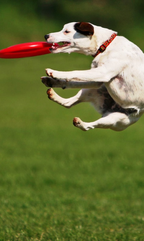 Ловкач обои