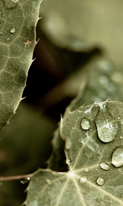 Капельки росы на листьях обои