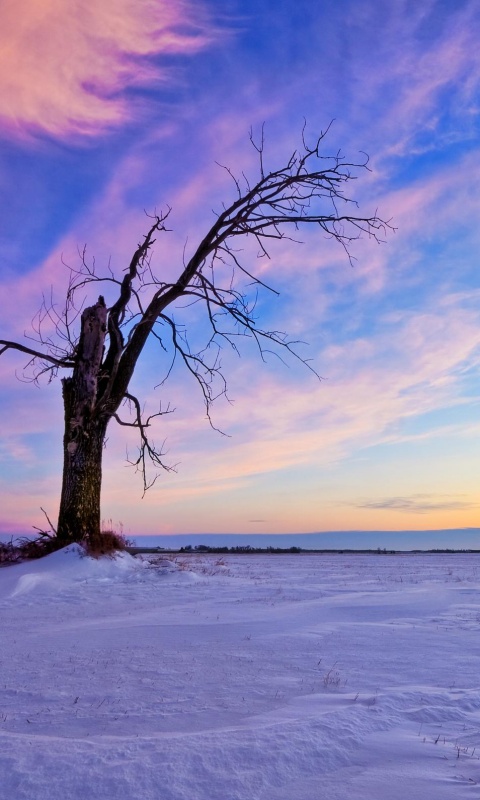 Сломанное дерево в снежной тундре обои